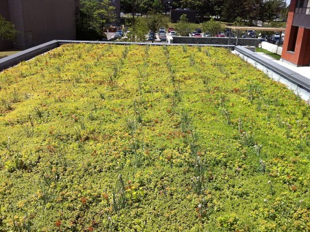 green roof maintenance