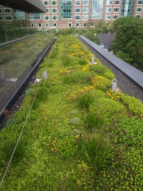 green roof tips for spring