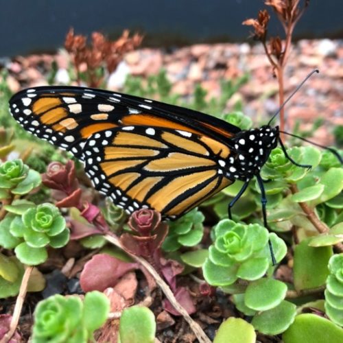 ButterflySedum