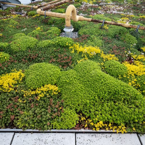 SherwayBodyShapeSedum_8316