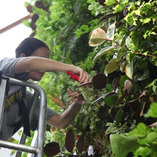 WallMaintenancePruning_4787 2