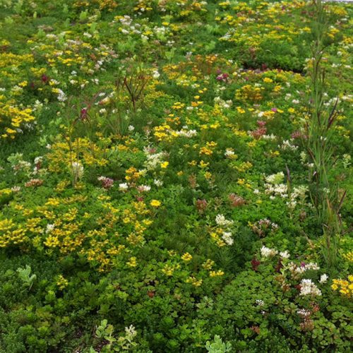 Green Roof Maintenance - weeds