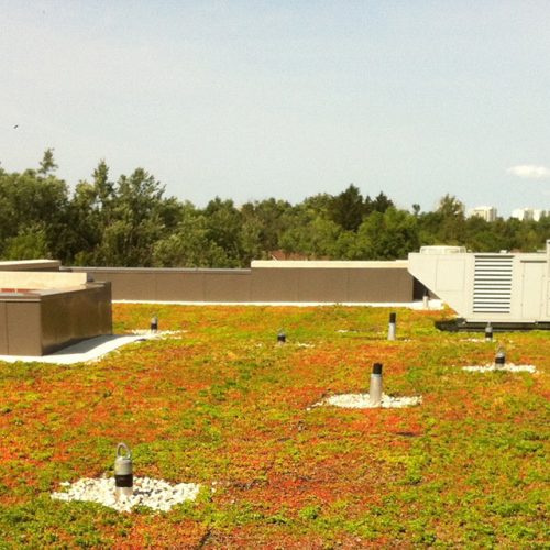 Green Roof to promote Maintenance