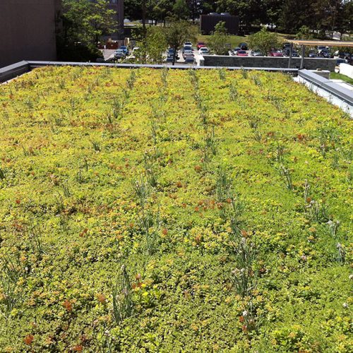 green roof maintenance